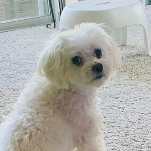 Meet your Posher, Linda